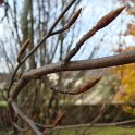 Fagus sylvatica bourgeons